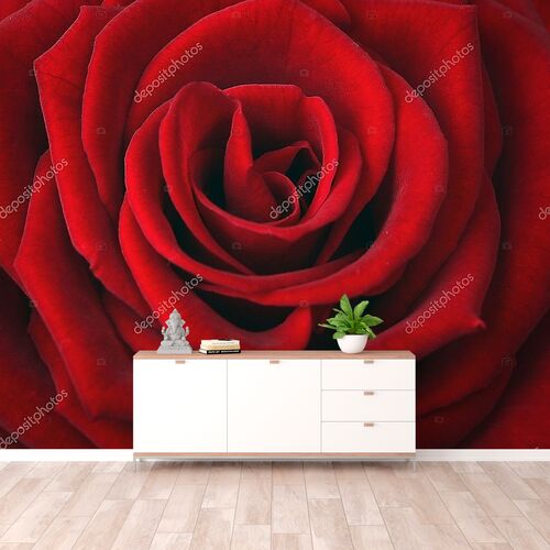 Бутон красной розы крупным планом