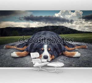 Жира ленивую собаку