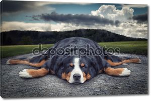 Жира ленивую собаку