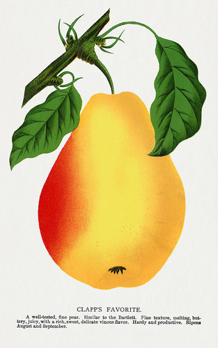 Груша - иллюстрация из Ботанической Энциклопедии