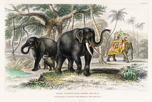 Слоны из Истории земли и живой природы Оливера Голдсмита