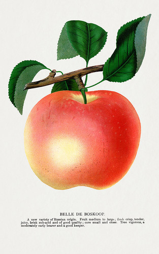 Яблоко красное - иллюстрация из Ботанической Энциклопедии