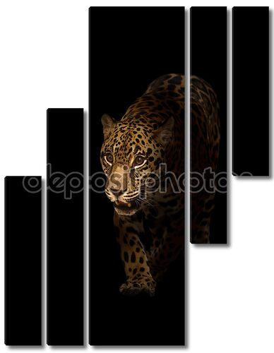 Ягуар (panthera onca) в темноте