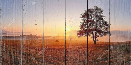 Только дерево на лугу на закате солнца и туман - Панорама