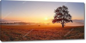 Только дерево на лугу на закате солнца и туман - Панорама