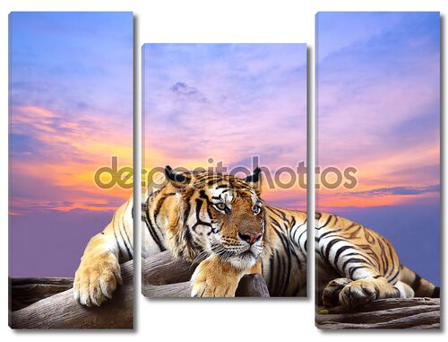 Тигр с красивым небом на закате