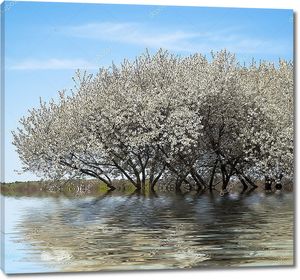 Вишневое дерево цветет в воде