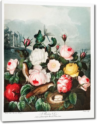Розы из Храма Флоры Роберта Торнтона