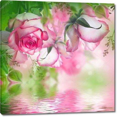 Бутоны бело-розовых роз над водой