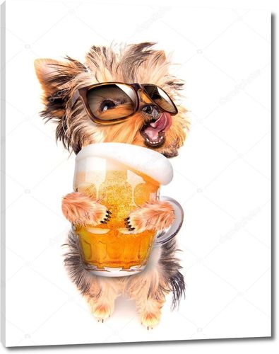 Пьяная собака с пивом