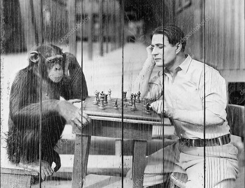 Человек играет в шахматы с обезьяной