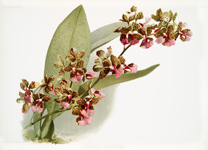 Из коллекции орхидей Райхенбахии XX