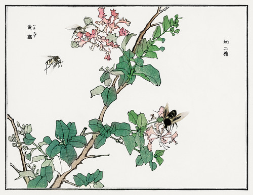Иллюстрация из Чуруи Гафу - пчелы на ветках