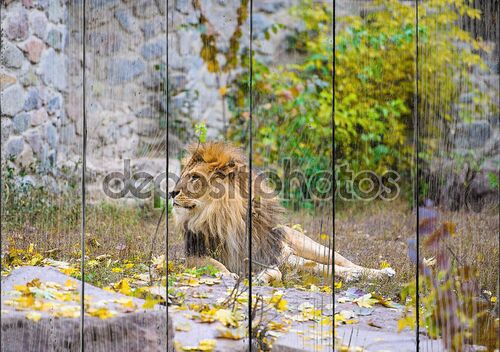 Африканский лев в зоопарке