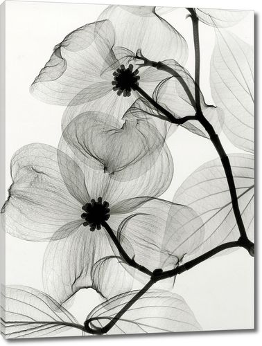 Черно-белые цветы и растения вертикальные, купить у производителя «Первое  Ателье»™