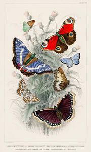 Коллекция бабочек I из истории земли и живой природы Оливера Голдсмита