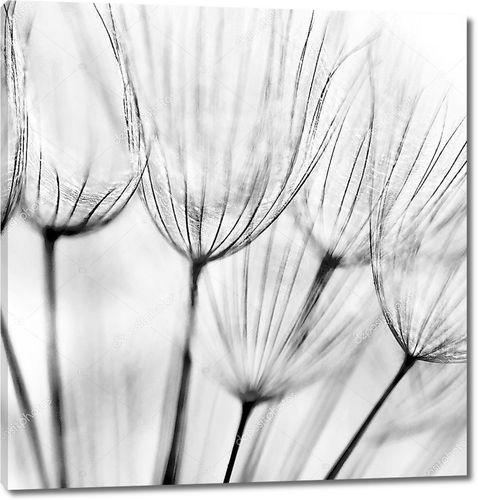 Черно-белый абстрактный цветок одуванчика