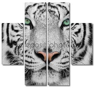великолепный суматранский тигр
