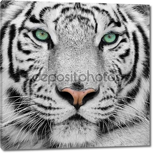 Великолепный суматранский тигр