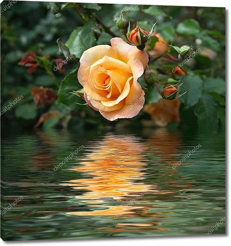 Желтая Роза отражается на воде