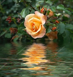 Желтая Роза отражается на воде