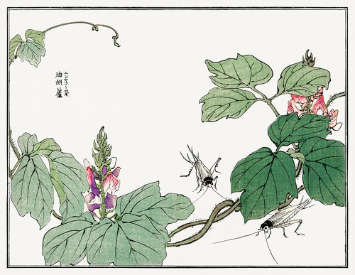 Иллюстрация из Чуруи Гафу - кузнечики на цветах