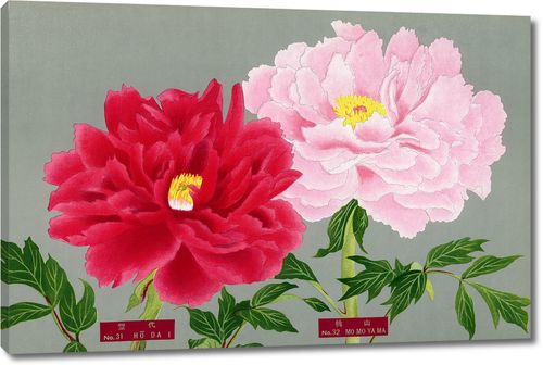 Розовый с красным пионом из Книги пионов префектуры Ниигата, Япония