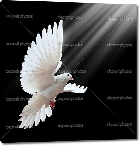 Полет белого голубя