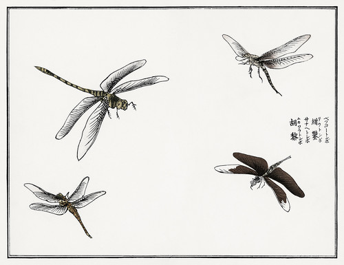 Иллюстрация из Чуруи Гафу - стрекозы