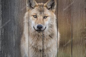 Портрет волка крупным планом