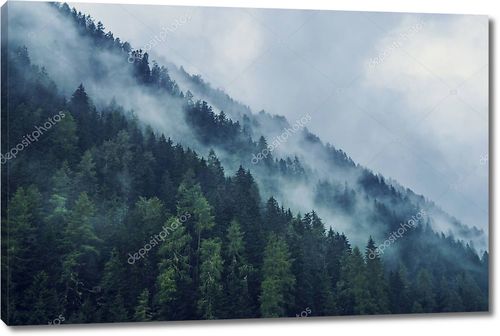 Туманный лес утром