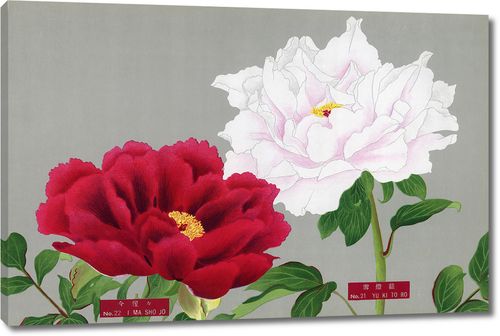 Красный и белый пионы из Книги пионов префектуры Ниигата, Япония