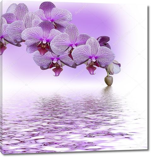 Красивая сиреневая орхидея