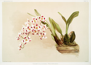 Из коллекции орхидей  Райхенбахии I