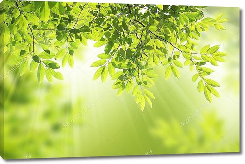 Зеленые листья в лучах солнца