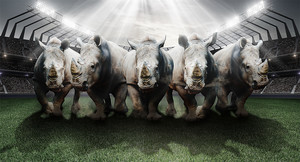 Носороги на футбольном поле