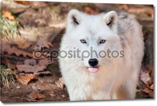 Мелвильский островной волк, торчали его язык на камеру