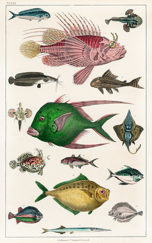Коллекция различных рыб из истории земли и живой природы Оливера Голдсмита