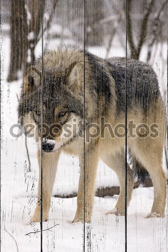 европейский серый волк (волчанка собак)
