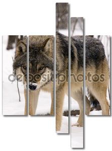европейский серый волк (волчанка собак)