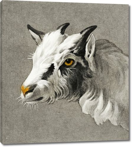 Голова козла