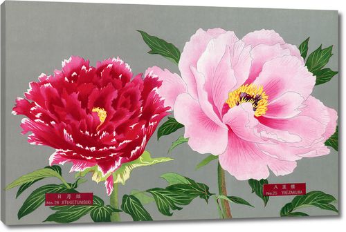 Цветы пиона в розоватых тонах из Книги пионов префектуры Ниигата, Япония