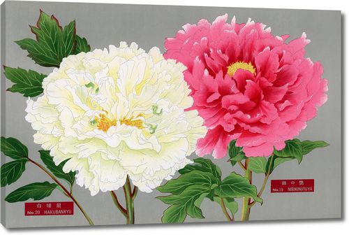 Цветы пиона в желтоватых и розовых тонах из Книги пионов префектуры Ниигата, Япония