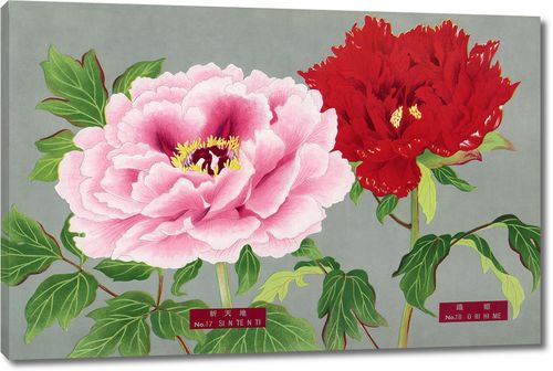 Цветы пиона в розовых и красных тонах из Книги пионов префектуры Ниигата, Япония