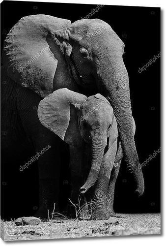Слон мать и ребенок