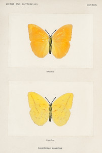 Оранжевая гигантская сера из коллекции мотыльков и бабочек Соединенных Штатов Шермана Дентона