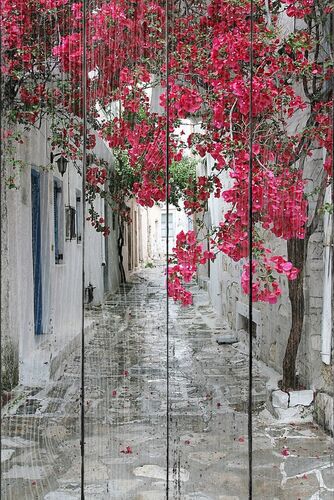 Улица с ярким цветочным деревом