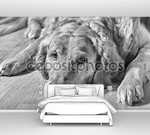 Золотой ретривер собака, лежа на полу