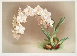 Из коллекции орхидей Райхенбахии XXXX