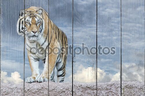 сибирский тигр, готовый напасть на рассмотрение Вас